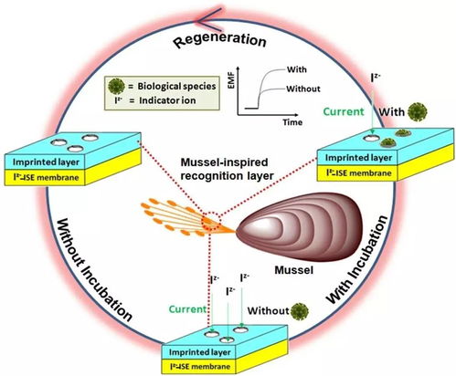 海洋貽貝粘蛋白基仿生傳感技術(shù)研究獲進展