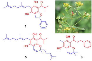 昆明植物所在異戊烯基雜合?；g苯三酚 ppap 類天然產物研究中取得進展